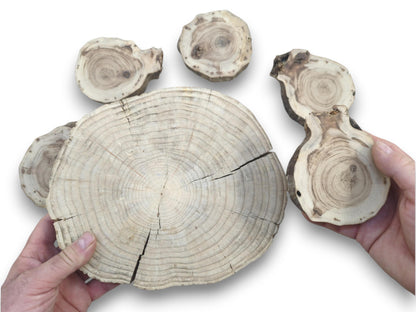 Six untreated wood slices, one large and five smaller, with visible growth rings and natural cracks.