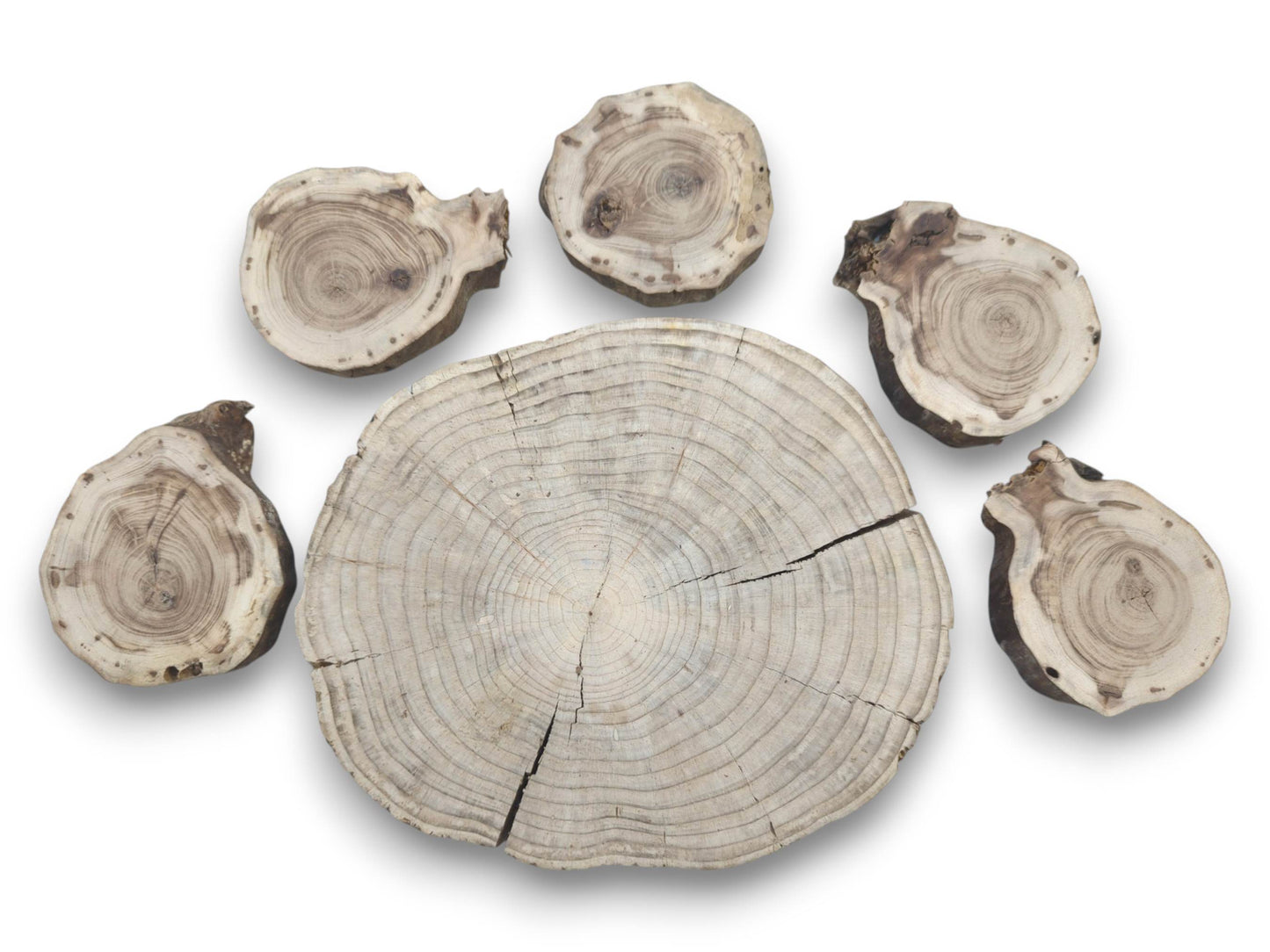 Six untreated pine wood slices, one large and five smaller, with visible growth rings and cracks.