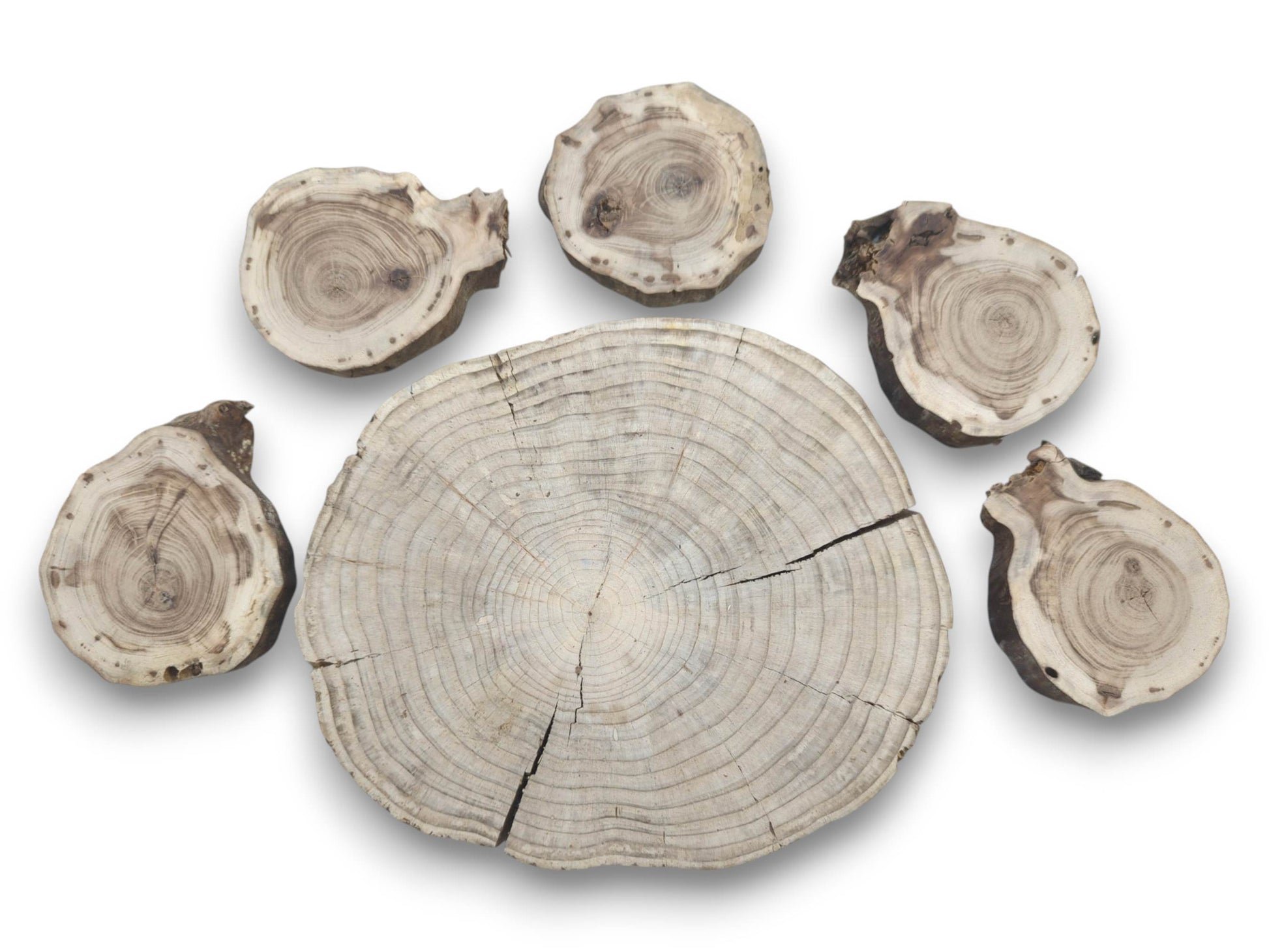 Six untreated pine wood slices, one large and five smaller, with visible growth rings and cracks.