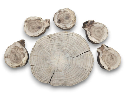 Six untreated pine wood slices, one large and five smaller, with visible growth rings and cracks.
