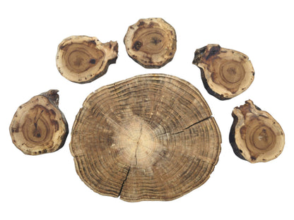 Six untreated pine wood slices, one large and five smaller, with visible growth rings and cracks.