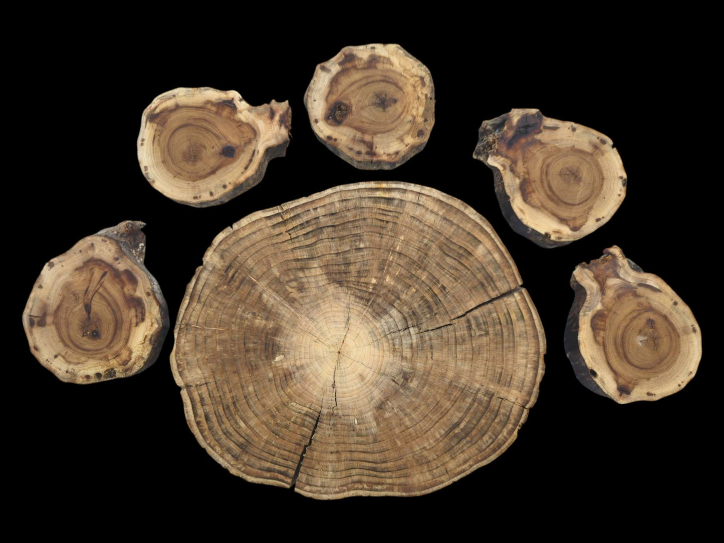 Six untreated wood slices, one large and five smaller, with visible growth rings and cracks.