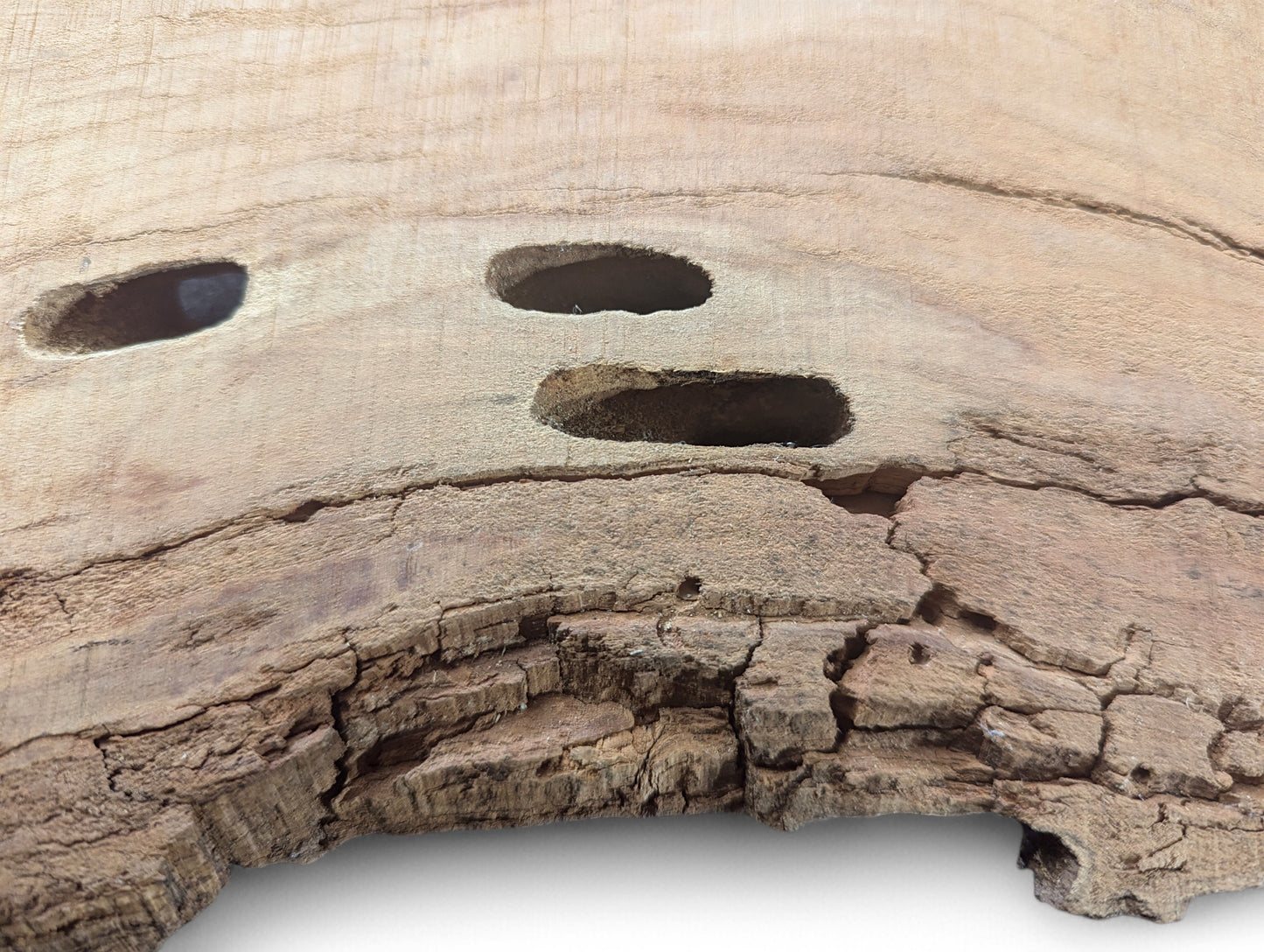 Natural light brown wood blank with three oval holes and heavily cracked, rough bottom edge.
