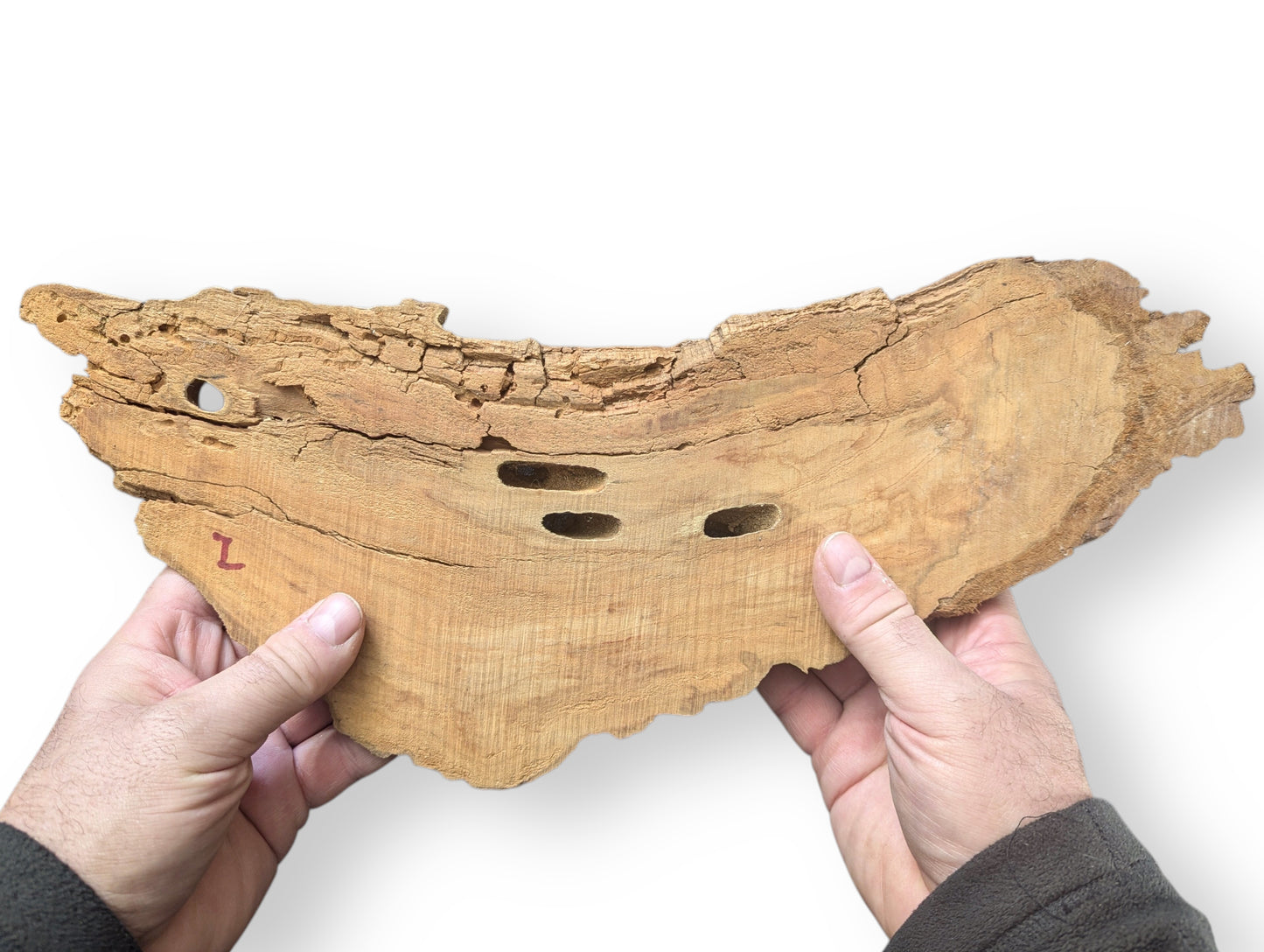 Hands holding an irregular light brown wood blank with rough texture, cracks, and multiple holes. Red L.