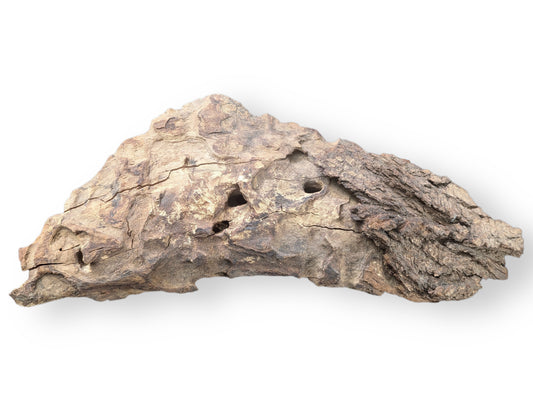 Irregularly shaped, aged natural wood blank with rough texture, deep cracks, and multiple small holes.