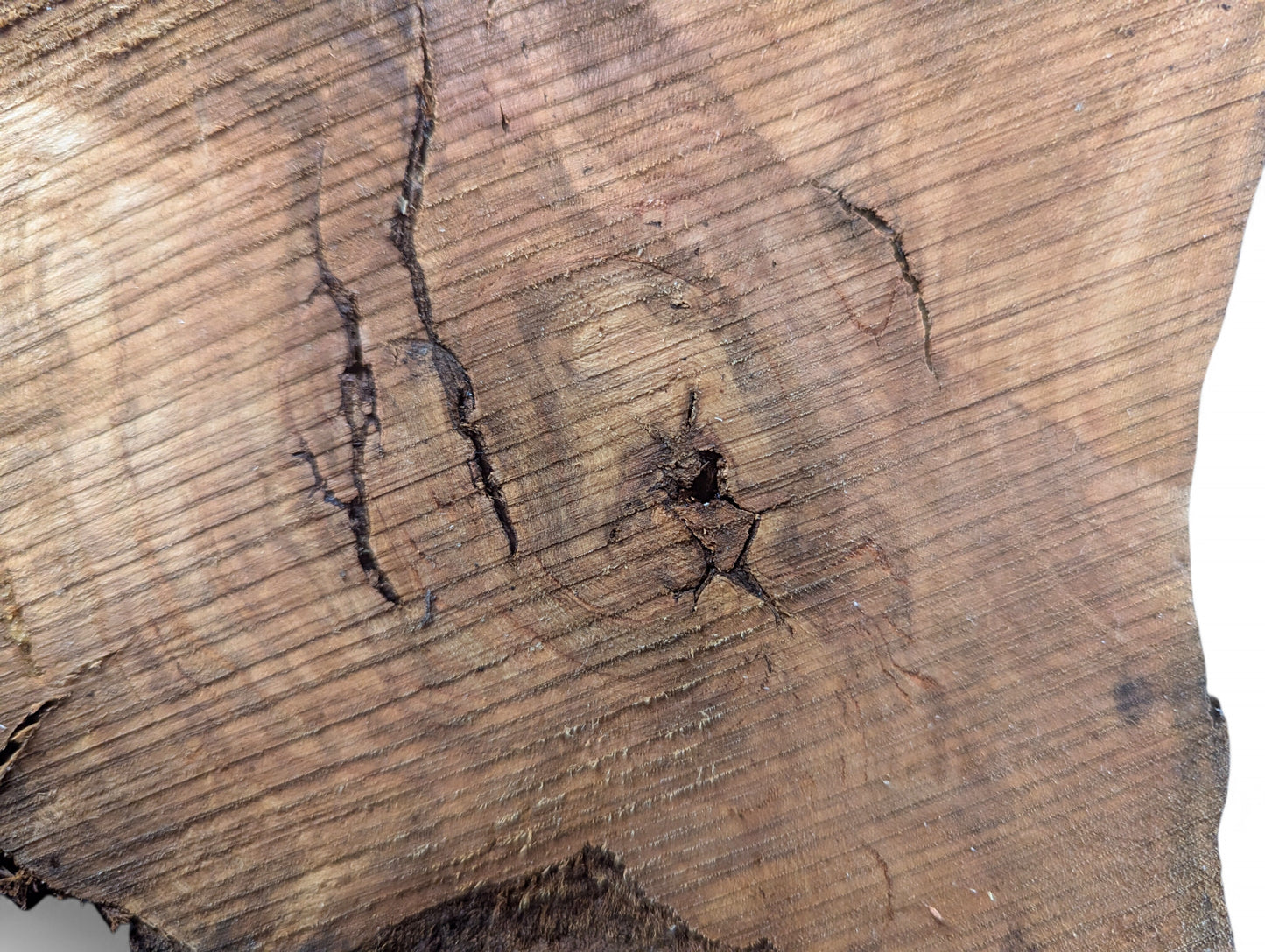 Detailed view of an untreated, irregular wood blank with light brown grain, dark fissures, and rough texture.