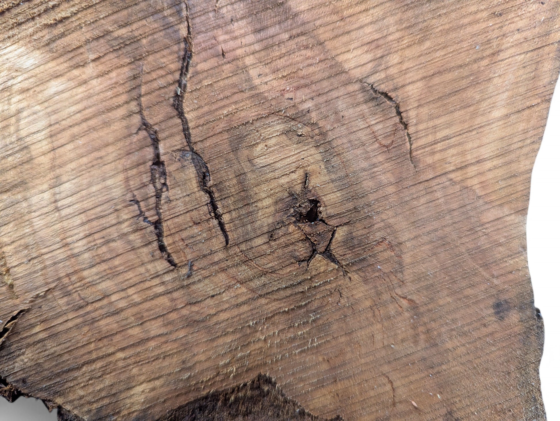 Detailed view of an untreated, irregular wood blank with light brown grain, dark fissures, and rough texture.