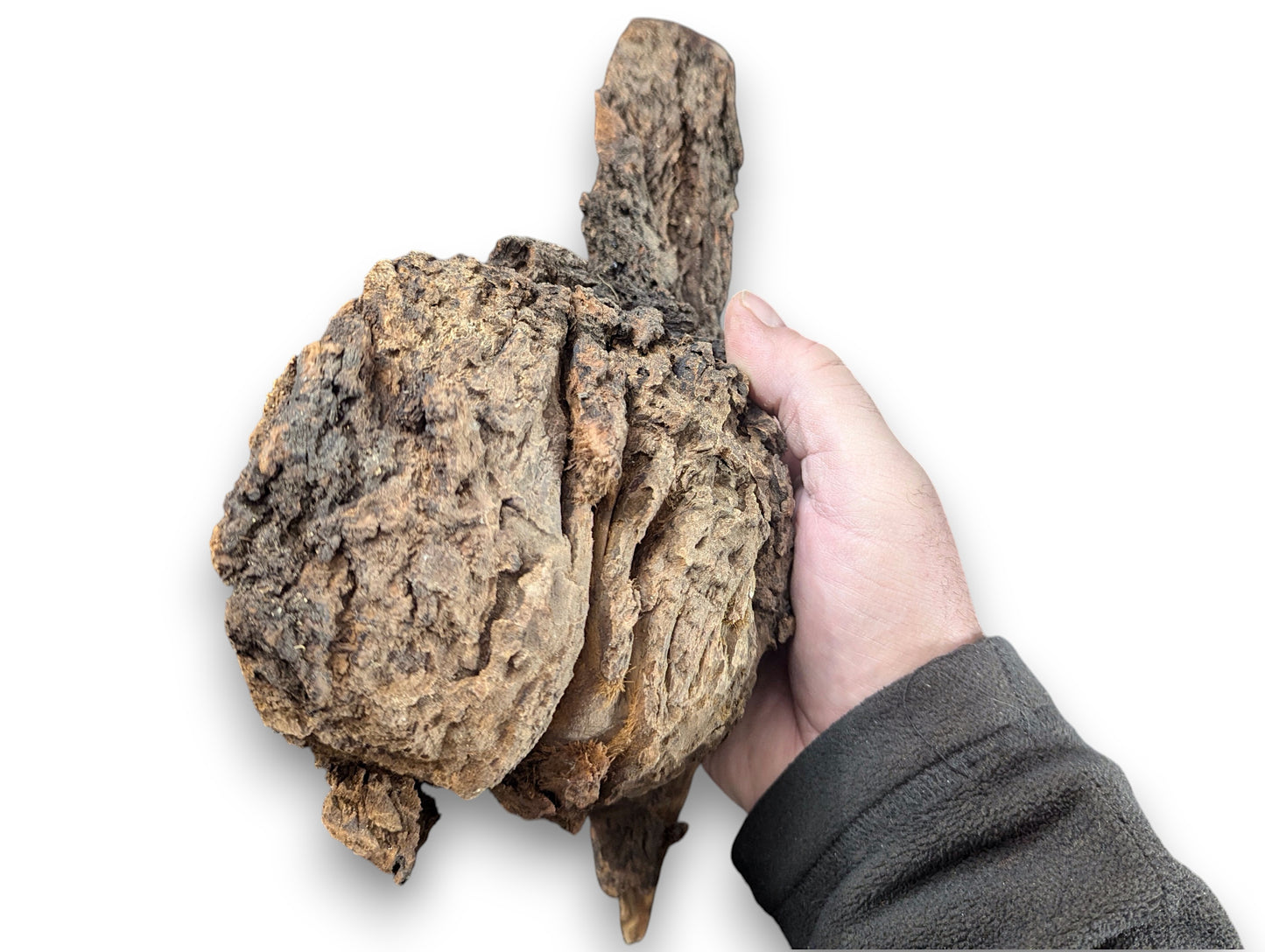 Gnarled, rough, natural wood blank, dark brown and tan, held in a person's hand.