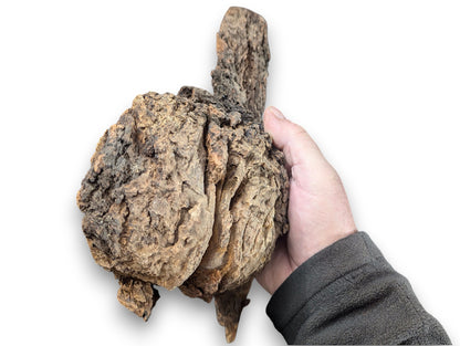 Gnarled, rough, natural wood blank, dark brown and tan, held in a person's hand.