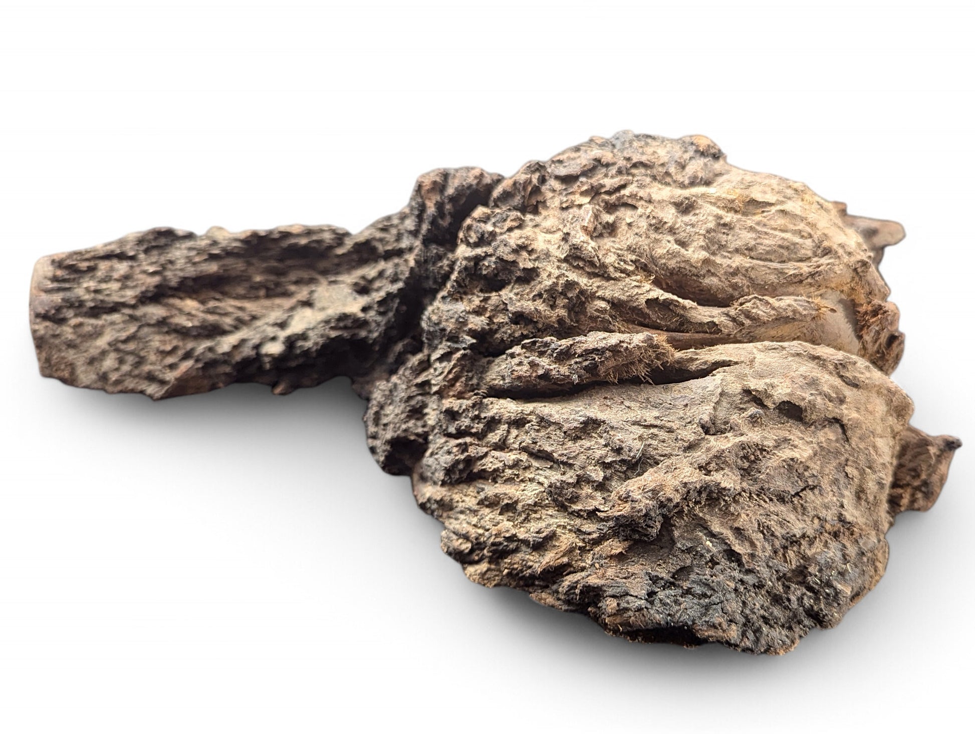 Irregularly shaped natural wood blank with gnarled, rough, dark brown and tan textured surfaces, isolated on white.