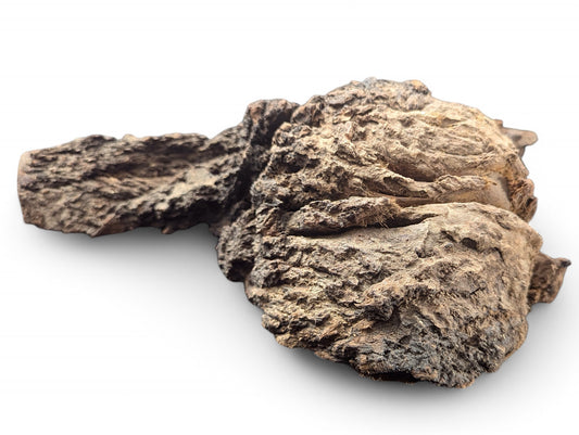 Irregularly shaped natural wood blank with gnarled, rough, dark brown and tan textured surfaces, isolated on white.