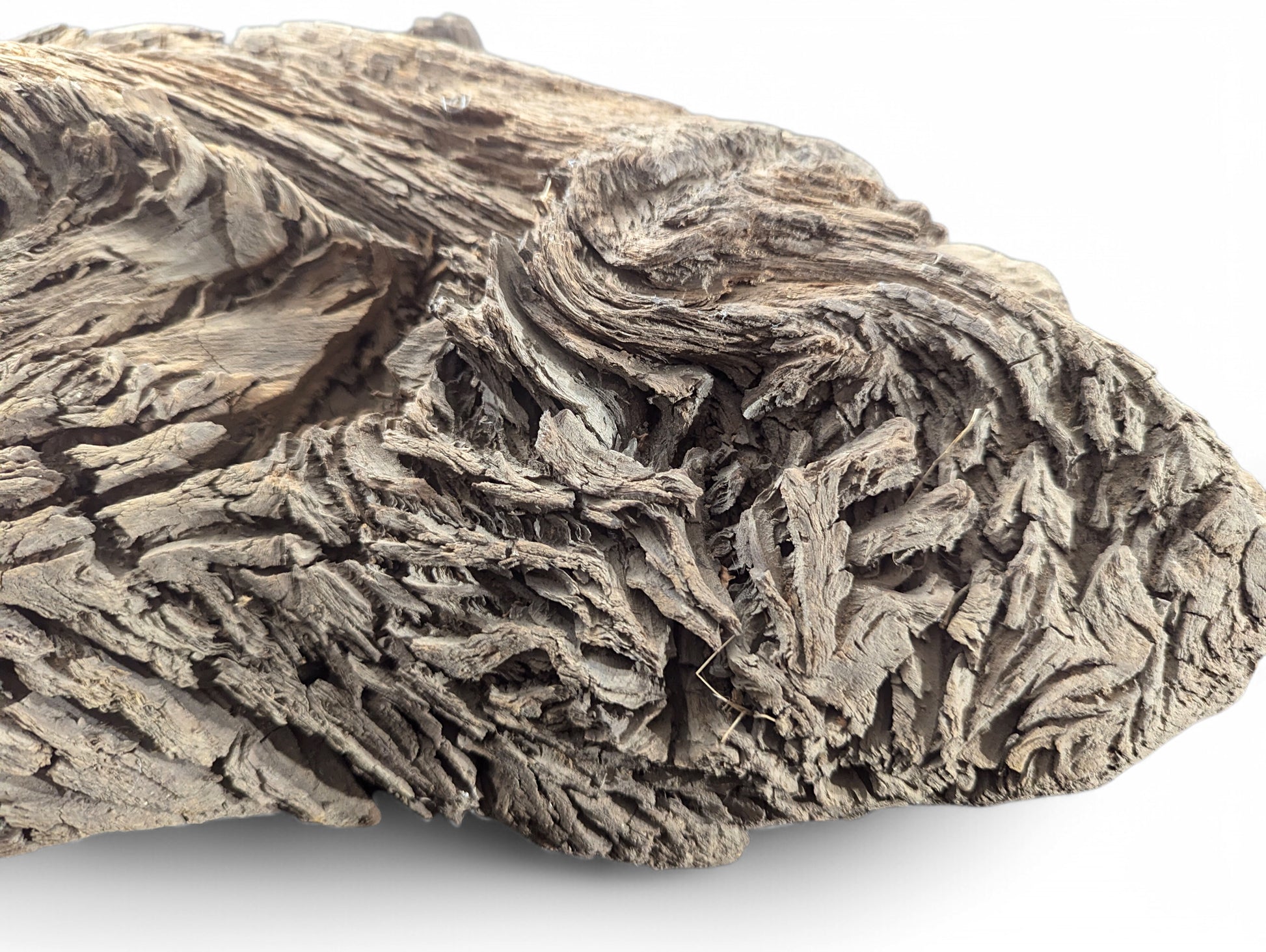 Weathered grey-brown wood displays a rough, intricate texture of ridges, cracks, and swirling fibrous layers on white.