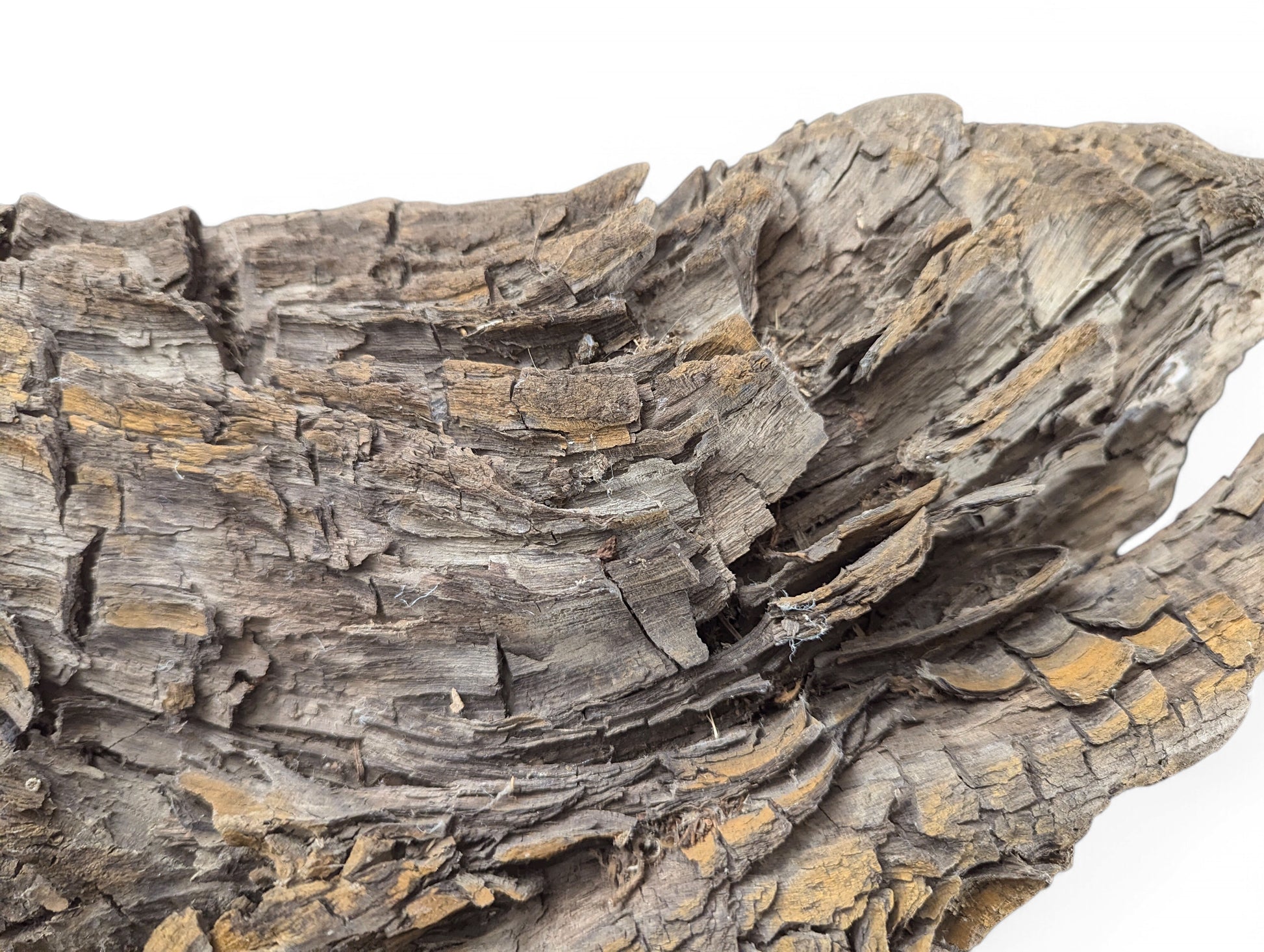 Close-up of a grey-brown wood fragment displaying deep fissures, flaky layers, and hints of golden-brown color.