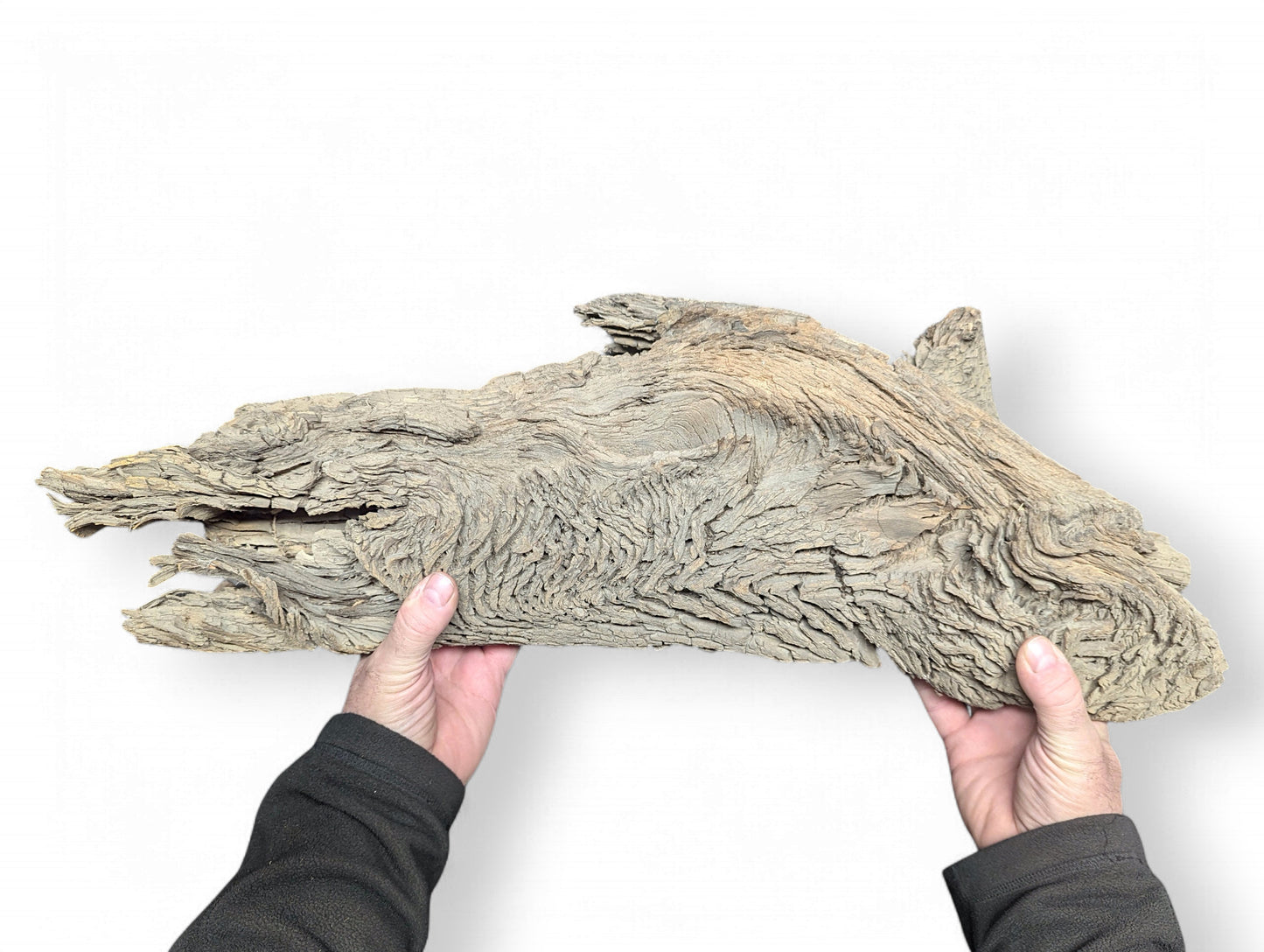 Hands hold an elongated, light grey-brown, deeply furrowed wood piece with rough, gnarled texture on white.