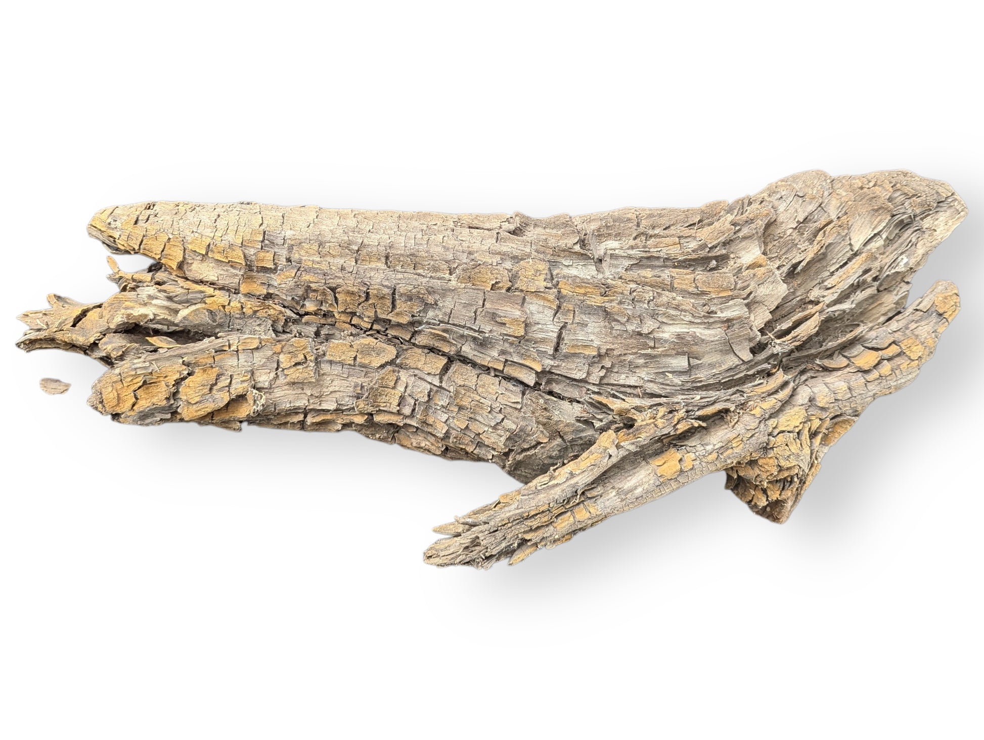 Elongated, light brown wood fragment showing extensive cracks, rough texture, and yellowed interior on white.