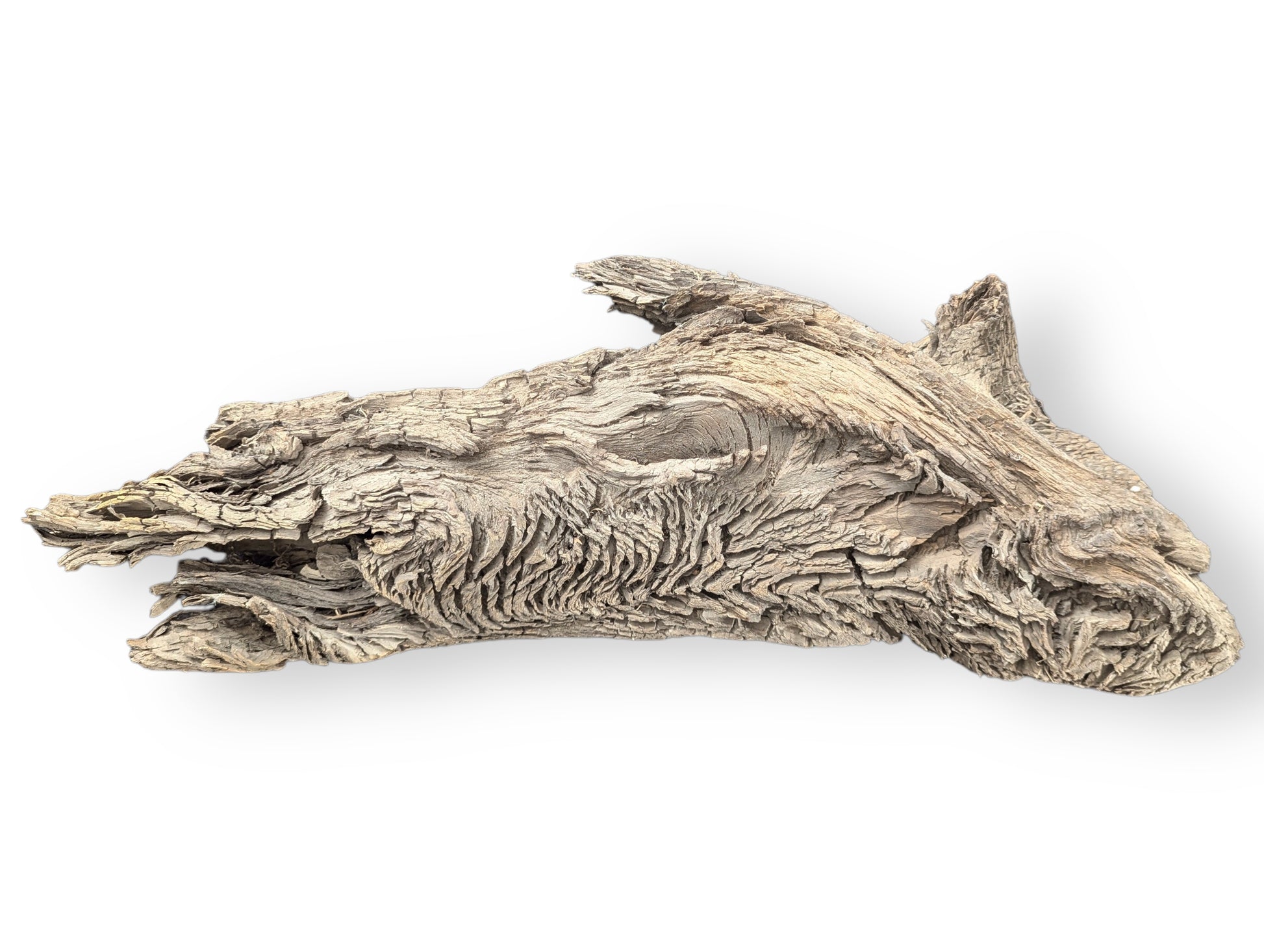 Irregularly shaped light brown-grey aged wood piece with deep furrows, cracks, visible on white background.