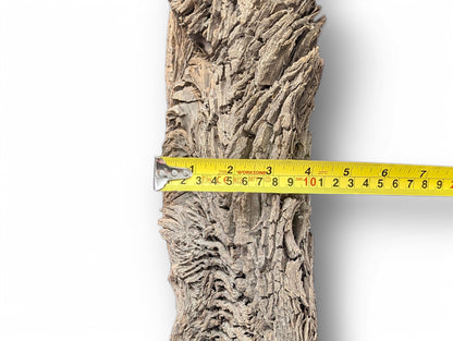 Irregular, grey-brown wood displays a rough, layered texture of ridges, measured by a yellow tape.