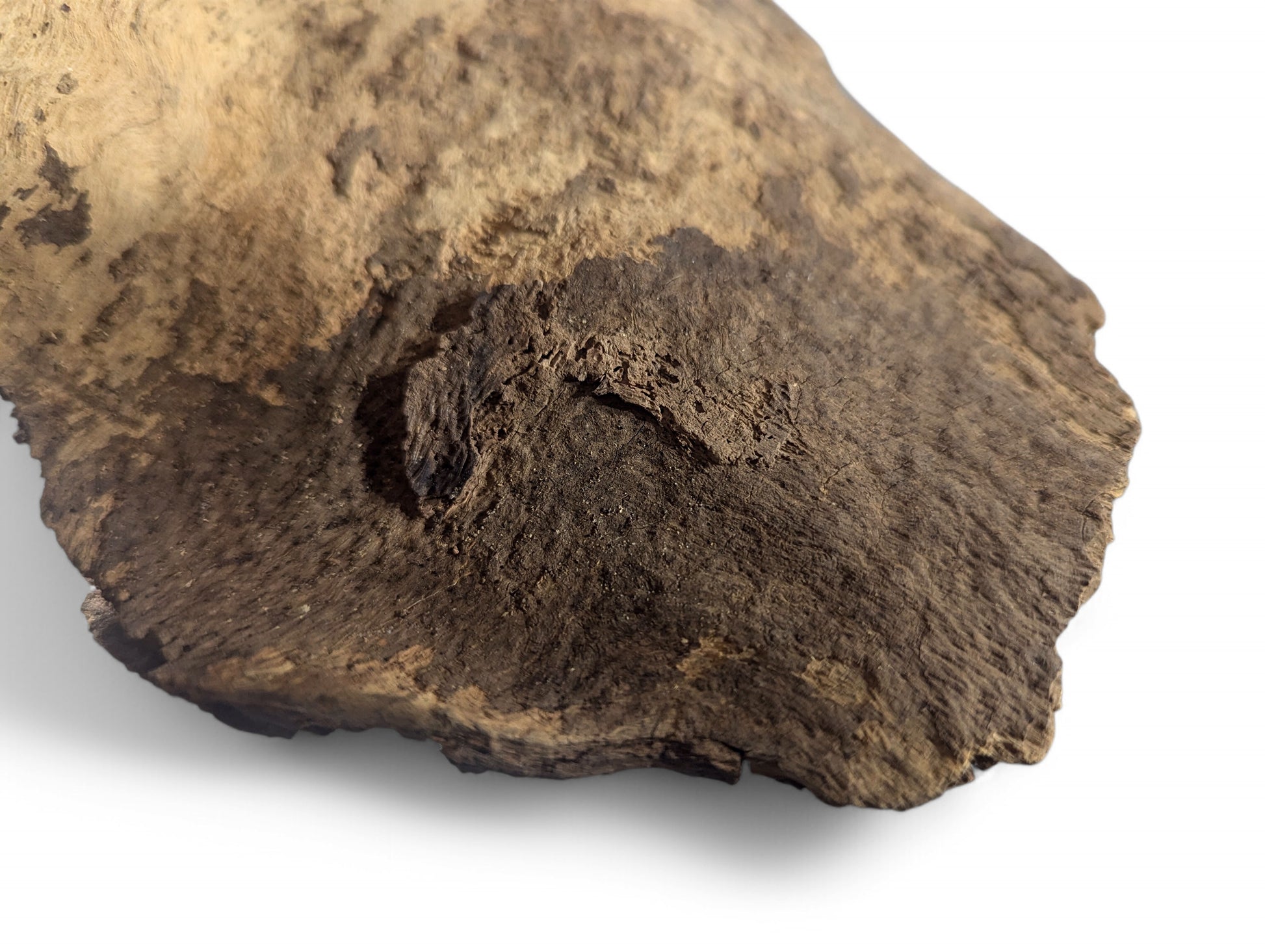 This aged, irregularly shaped wood blank displays deeply textured, gnarled dark brown and light brown areas.