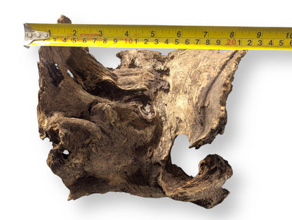 Irregularly shaped, natural dark brown aged wood blank with gnarled texture, measured by a yellow tape.