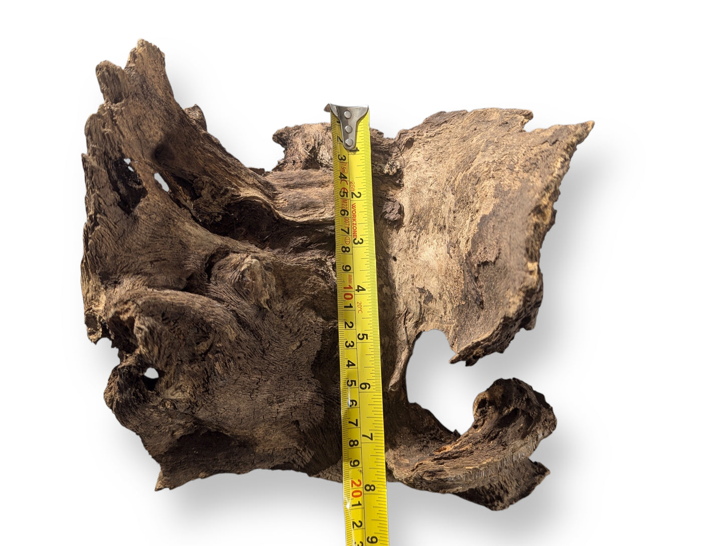 Gnarled, irregular dark brown wood blank with deeply grooved texture, measured vertically by yellow tape.