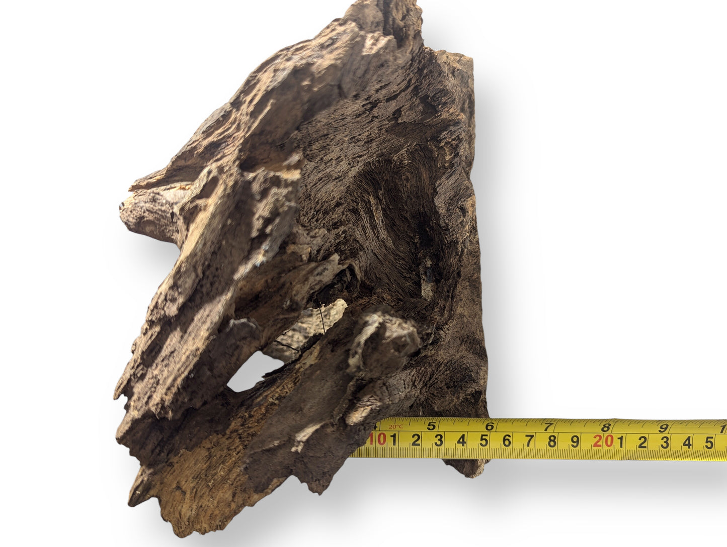 Dark brown, gnarled aged wood blank with deeply grooved, rough texture, measured horizontally by yellow tape.