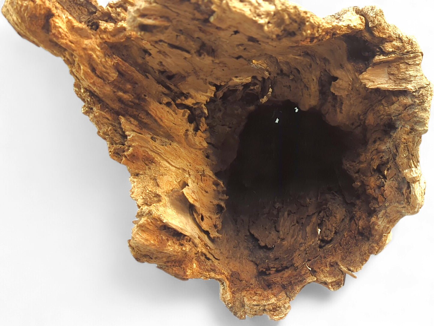 Gnarled golden-brown driftwood piece, showcasing a deep, irregular hollow with a rough, weathered texture.