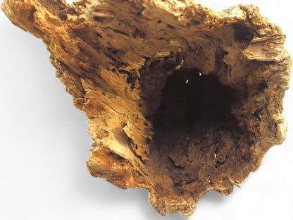 Gnarled golden-brown driftwood piece, showcasing a deep, irregular hollow with a rough, weathered texture.