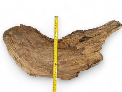 Large, light brown driftwood piece with a rough, gnarled texture and deep concave shape, measured by yellow tape.
