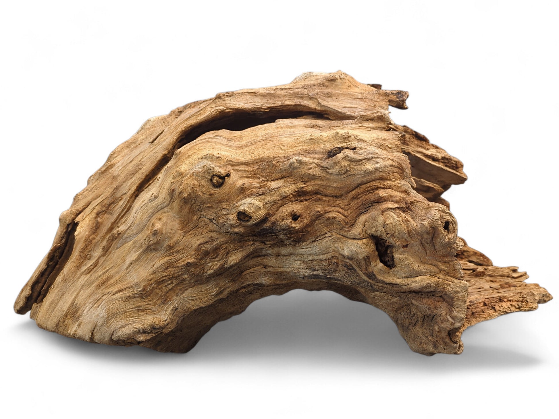 Natural brown, arch-shaped driftwood piece with deeply gnarled, weathered surface and an open cavity.