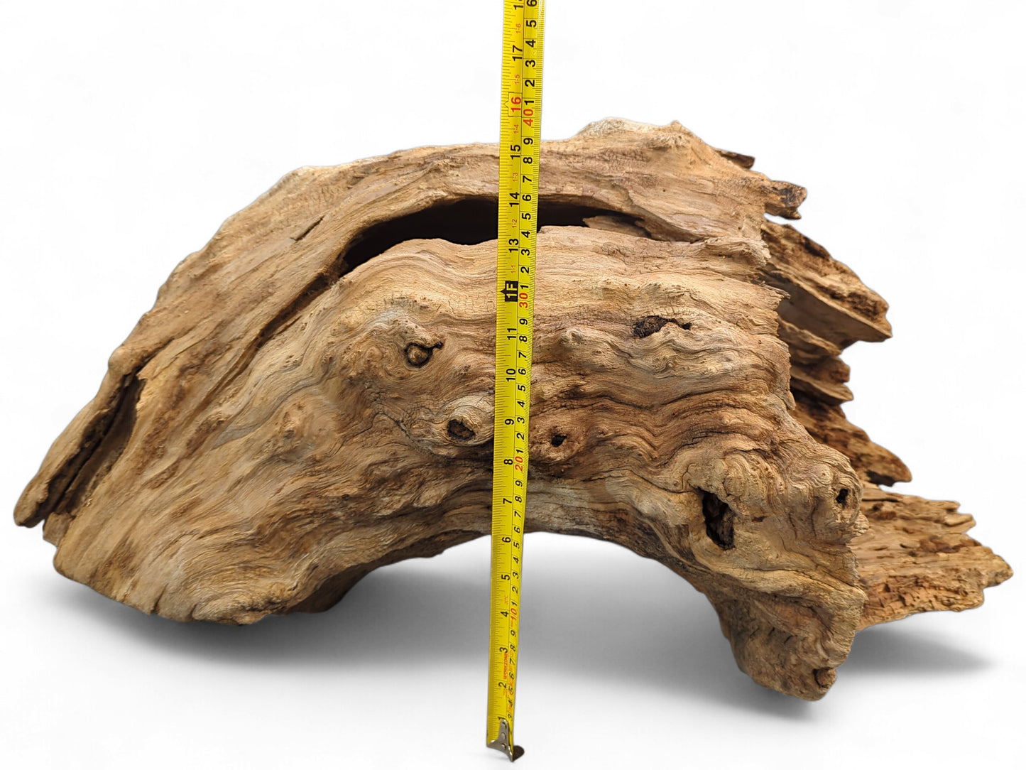 Irregular, light brown driftwood arch featuring a large central hollow, measured vertically with a yellow tape.