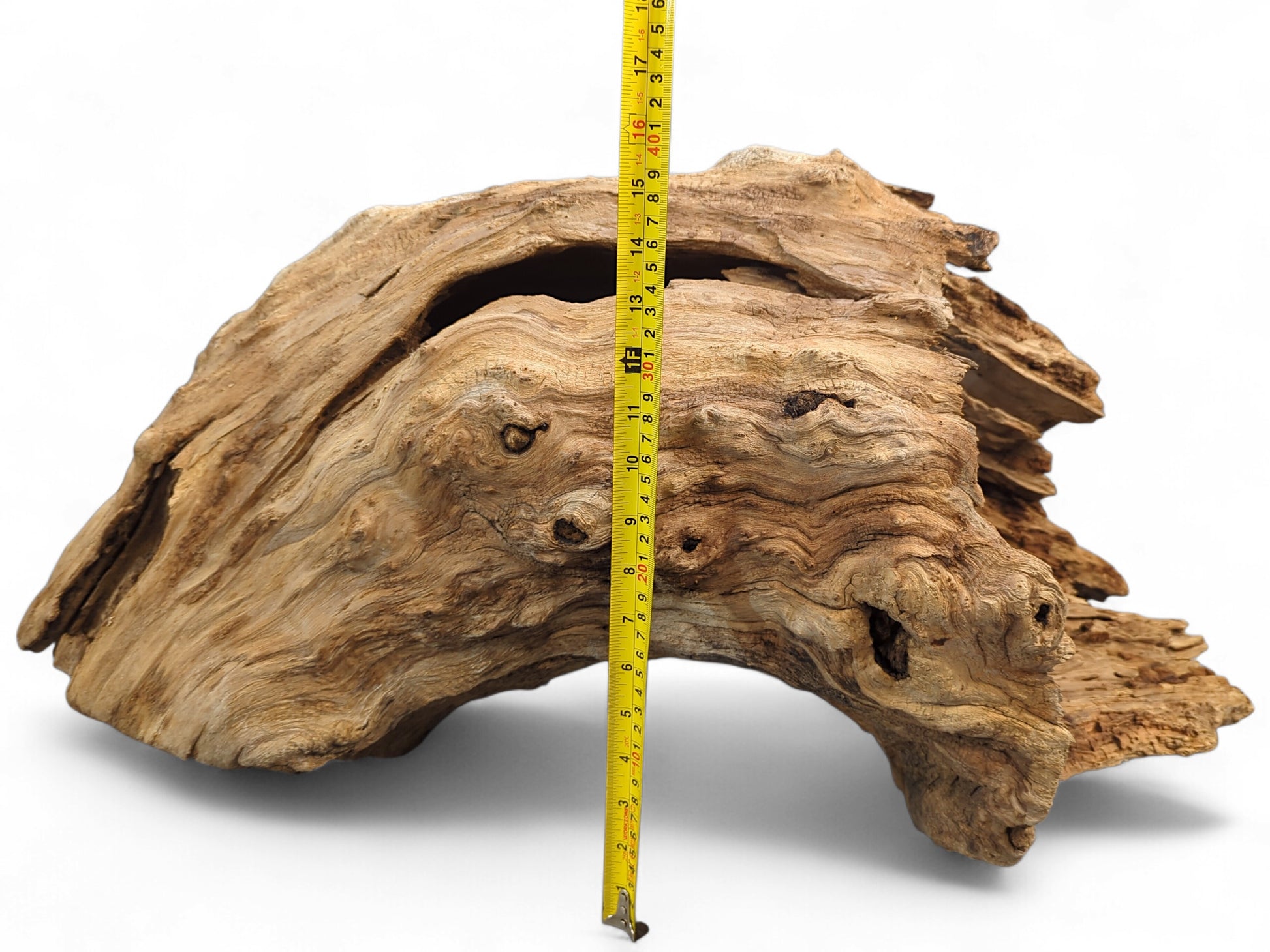 Irregular, light brown driftwood arch featuring a large central hollow, measured vertically with a yellow tape.