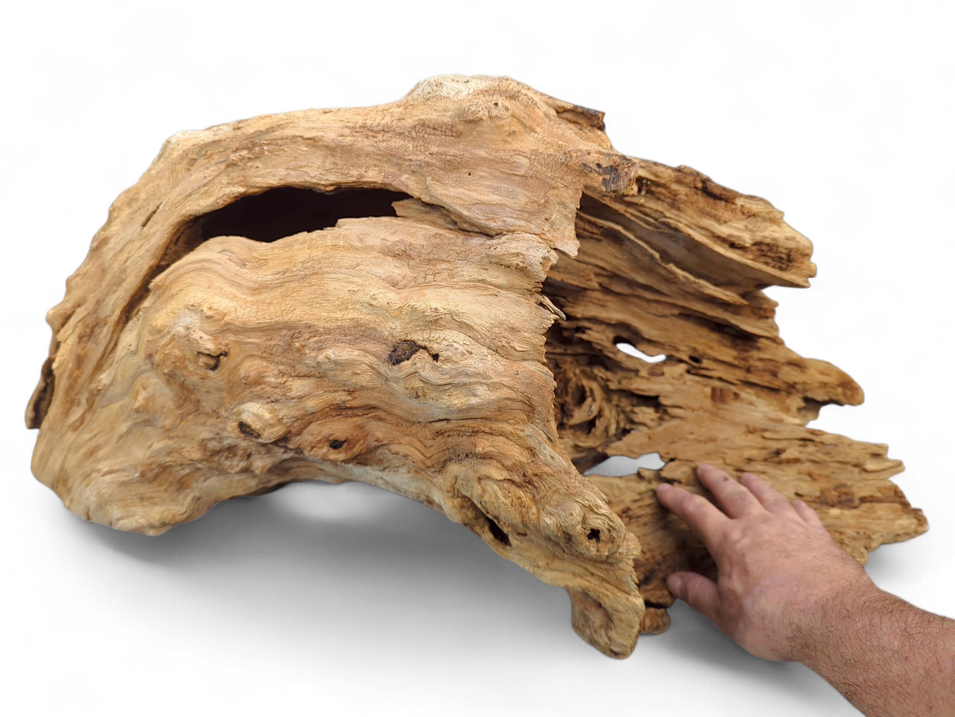 Large, light brown, hollow driftwood arch with weathered, fibrous texture and a hand for scale.