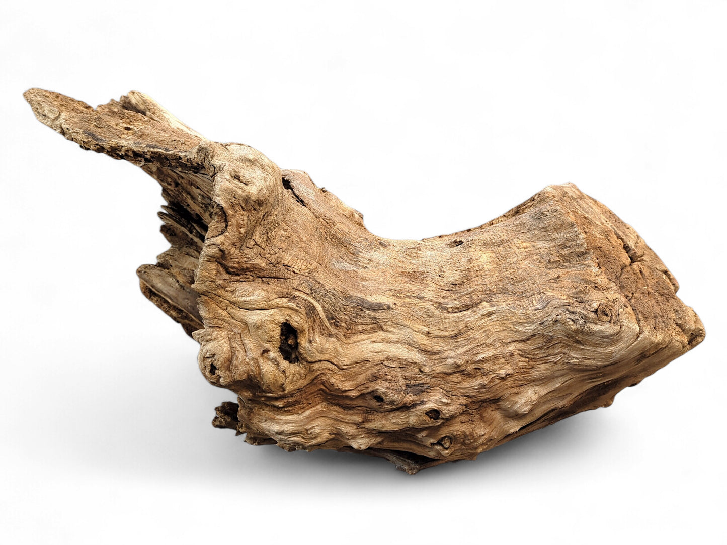 Irregular, light brown driftwood piece with a deeply gnarled, fibrous texture and hollow arch shape.