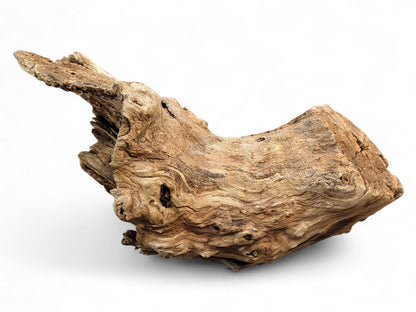 Irregular, light brown driftwood piece with a deeply gnarled, fibrous texture and hollow arch shape.