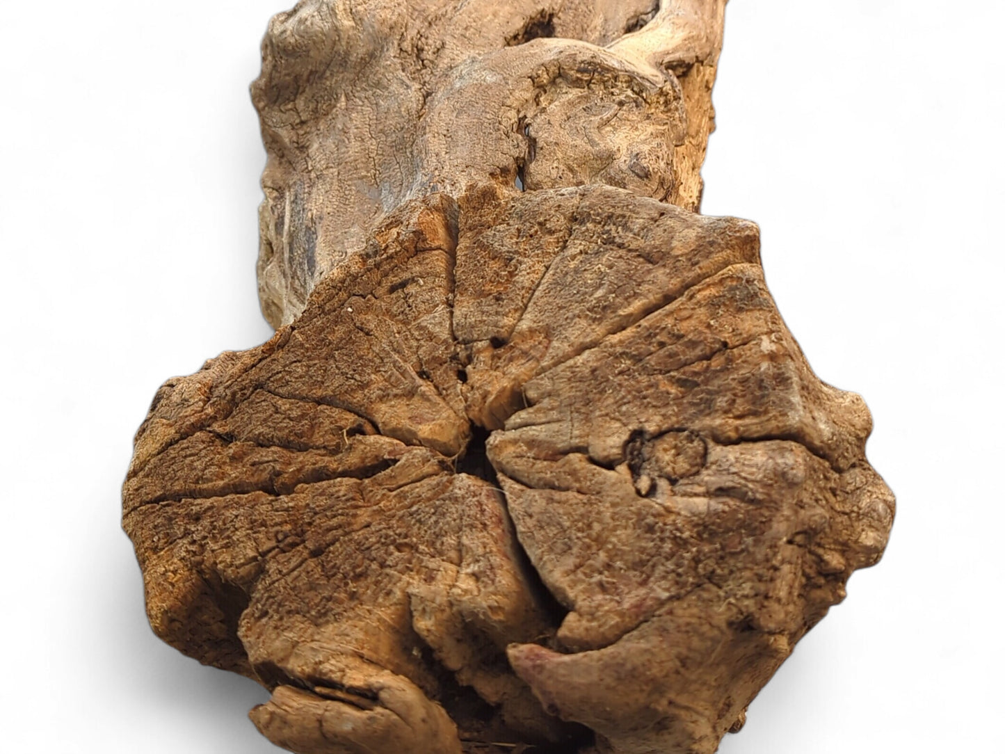 Intricately textured brown driftwood chunk with gnarled wood grain and a deep central depression.