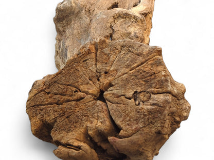 Intricately textured brown driftwood chunk with gnarled wood grain and a deep central depression.