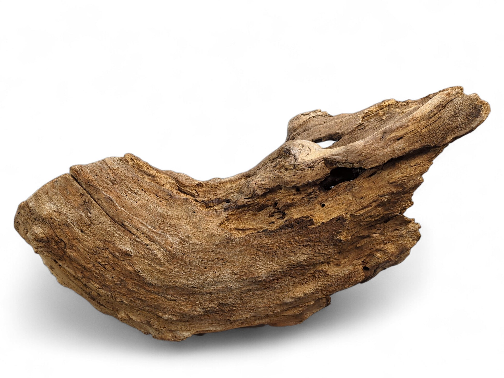 A naturally weathered, light brown driftwood piece, featuring a large central hollow and rugged, gnarled texture.