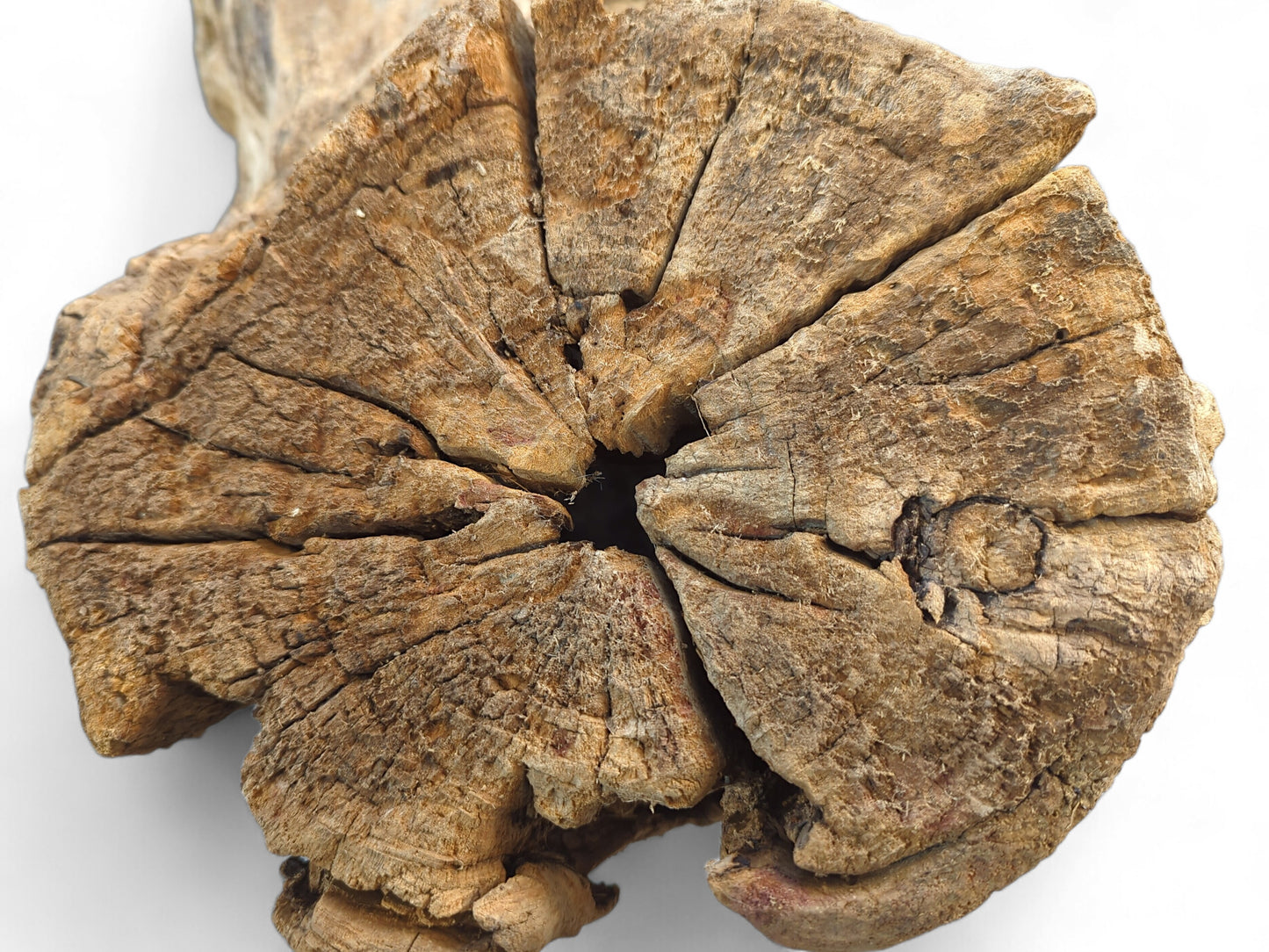 Cross-section of a light brown driftwood piece with a deep central hollow and radiating cracks.