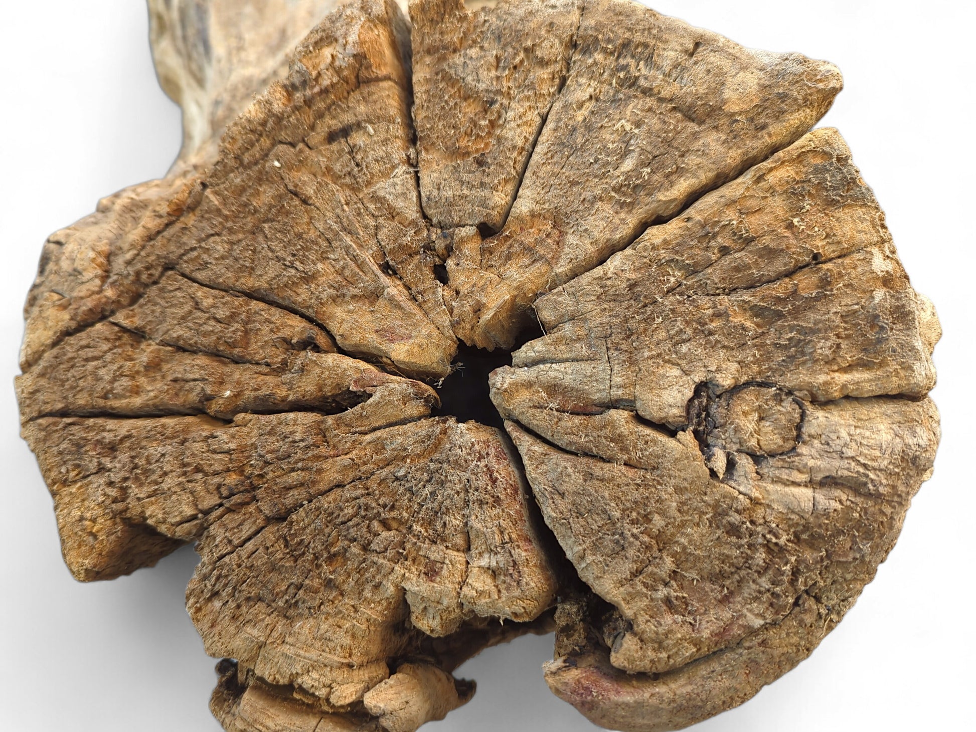 Cross-section of a light brown driftwood piece with a deep central hollow and radiating cracks.