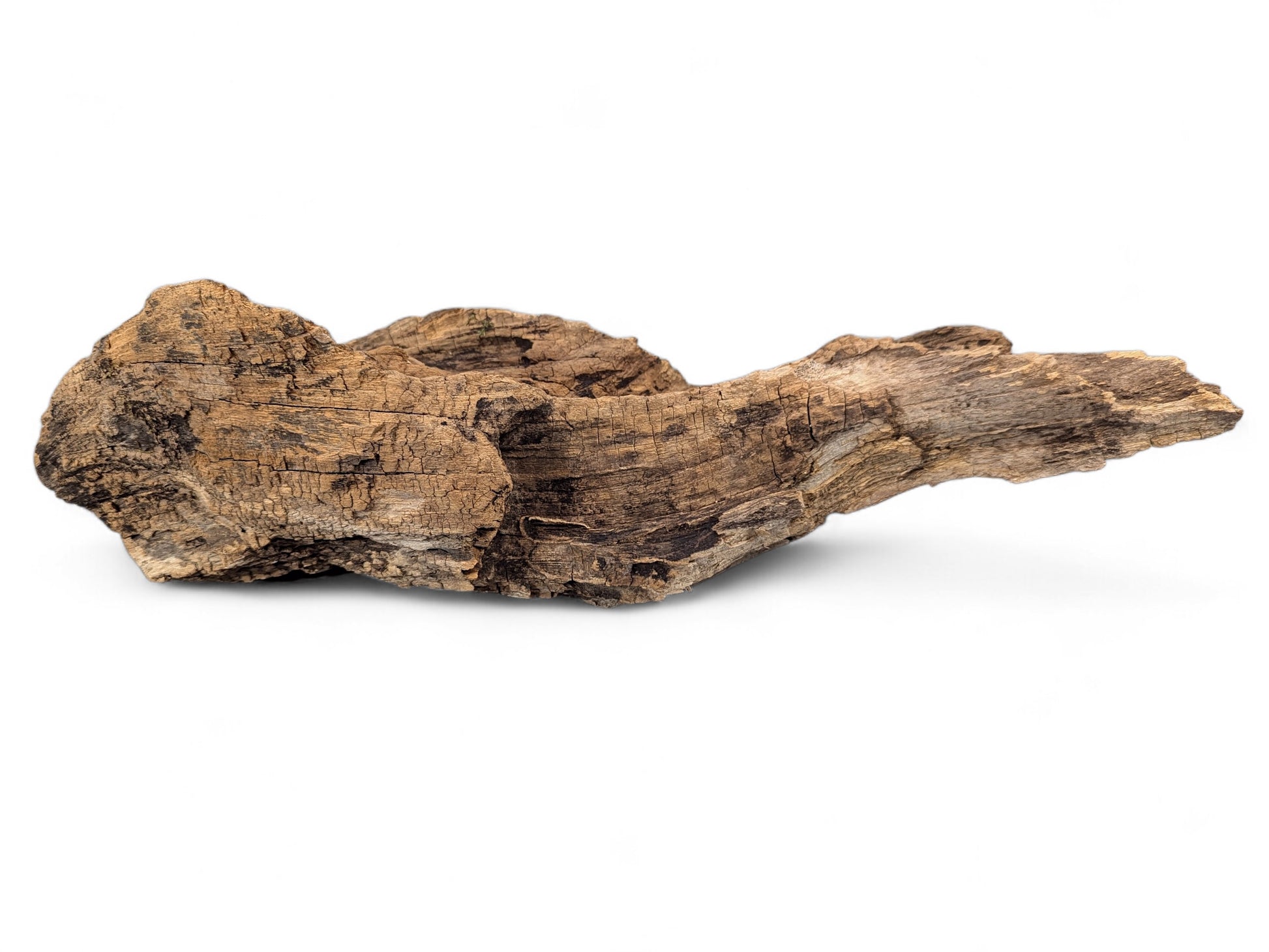 Weathered dark brown driftwood, with a rugged, elongated form and intricate cracked texture, on white.