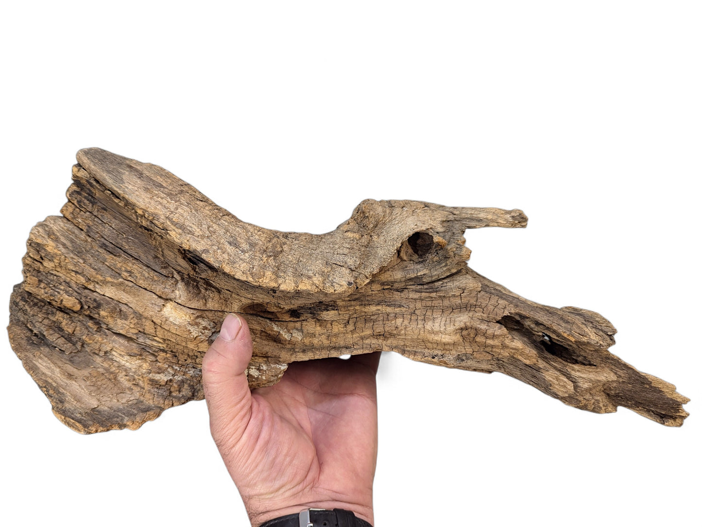 A hand holds a textured, light brown, weathered driftwood piece with prominent cracks on white.
