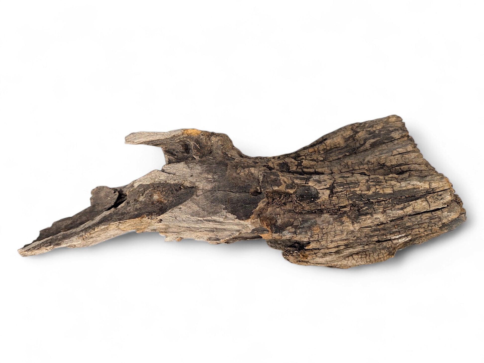 An elongated, dark grey driftwood piece featuring a highly ridged and furrowed, aged surface.