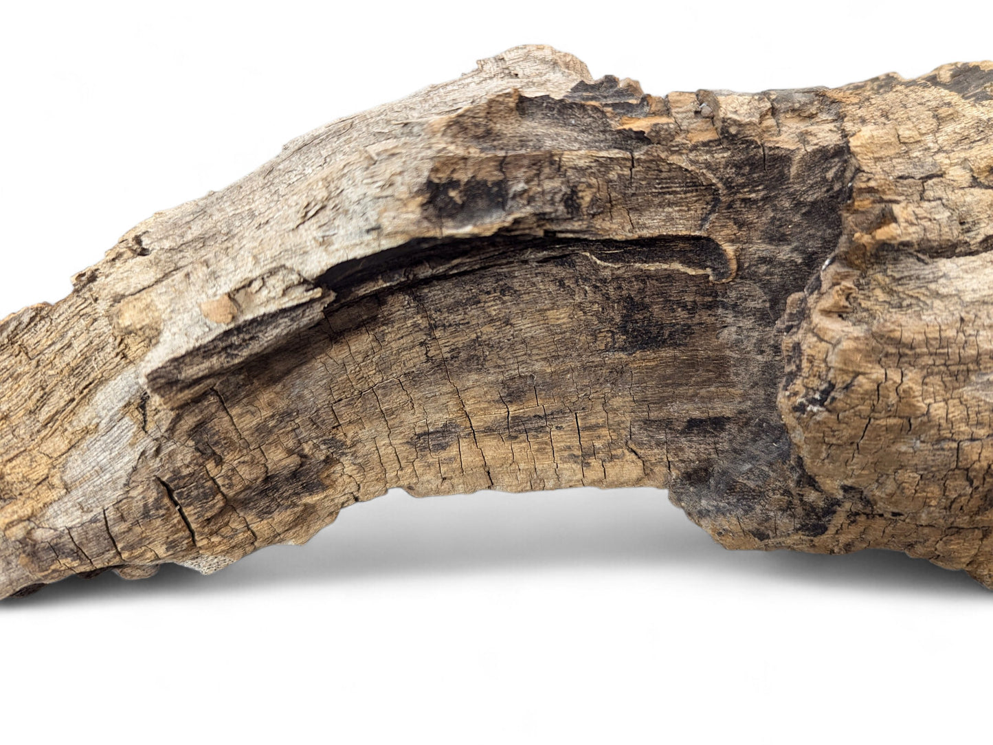Distressed brown wood log segment with deep surface cracks and an arch-like internal cavity on white.