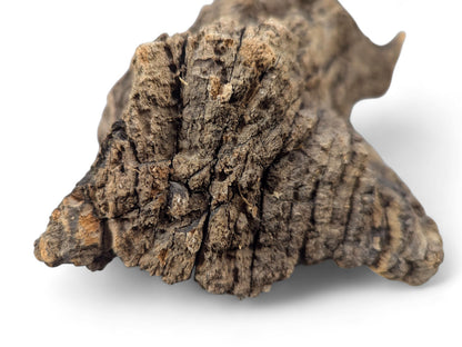 Gnarled, dark brown driftwood piece featuring deeply cracked, weathered texture and an irregular shape on white.