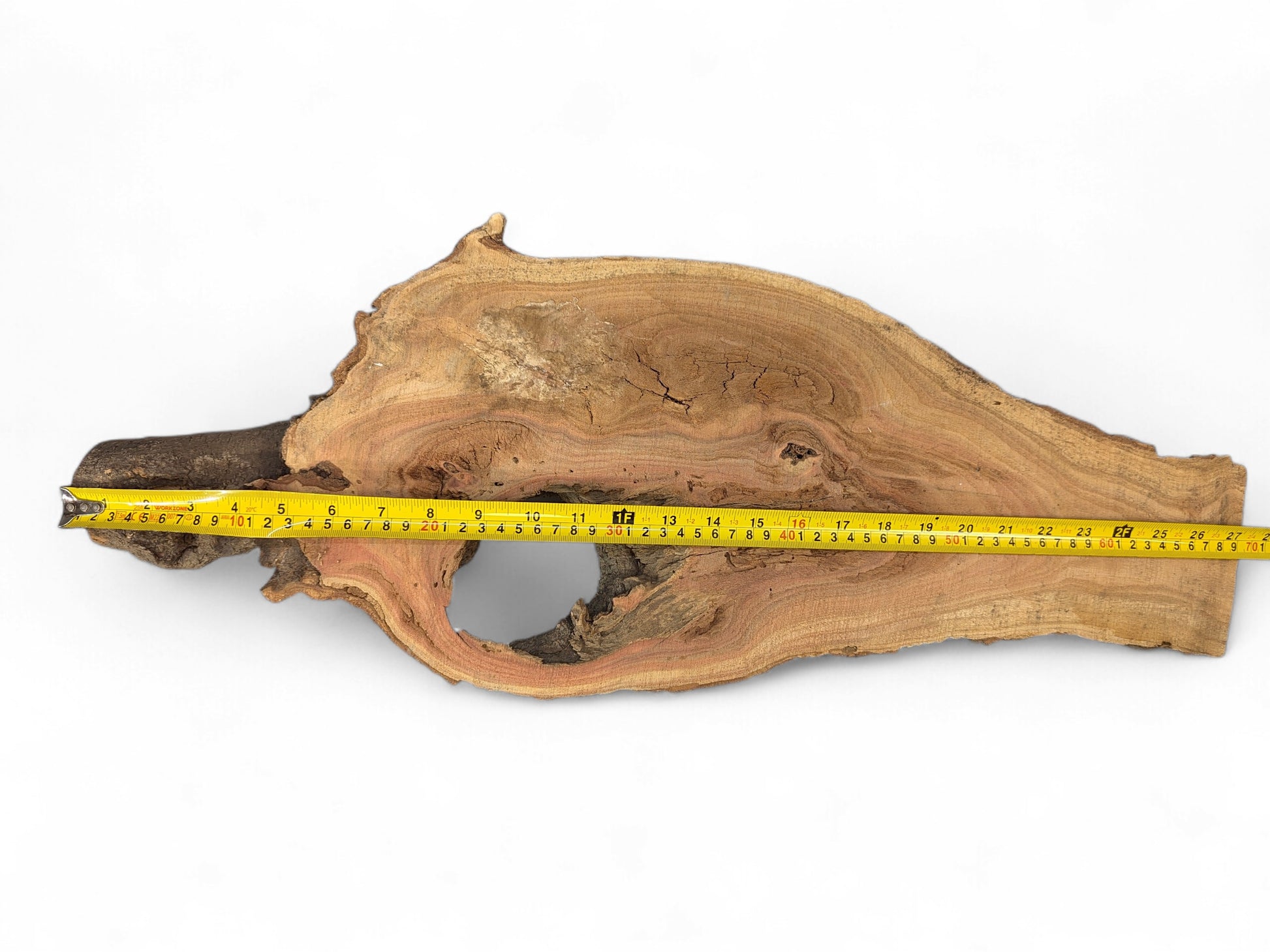 Irregular wood slice showing dark, rough bark, light reddish grain, a central hole, and a measuring tape.