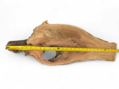 Irregular wood slice showing dark, rough bark, light reddish grain, a central hole, and a measuring tape.
