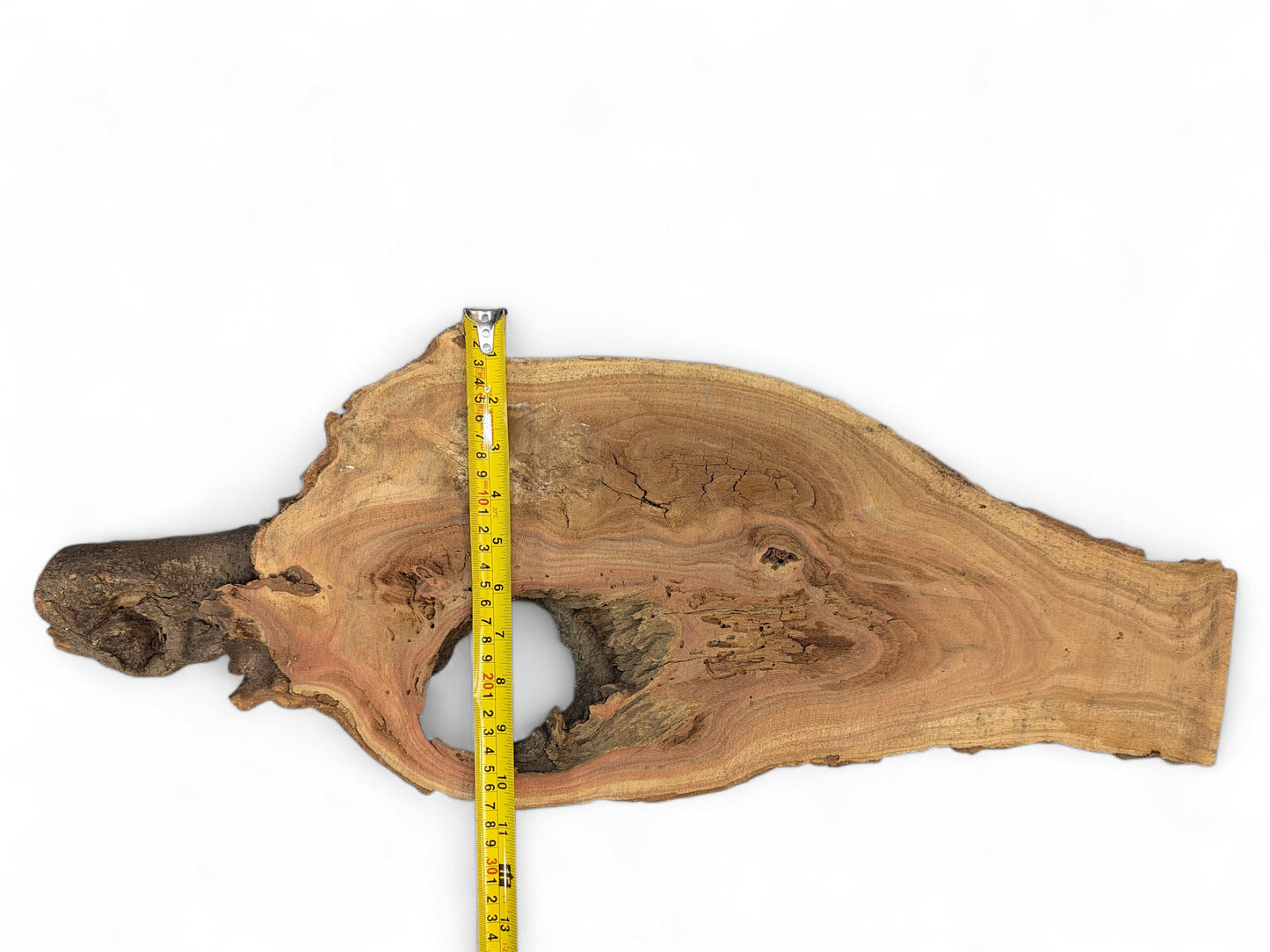Horizontal wood slice displaying dark bark, reddish-brown grain, a natural void, and a yellow measuring tape.