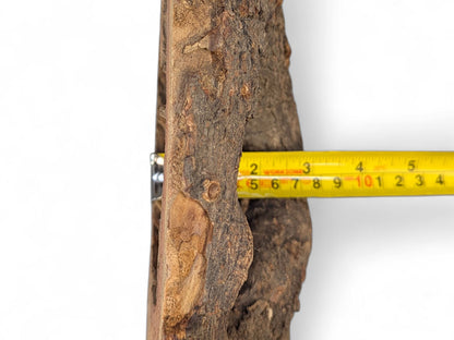 A yellow measuring tape extended into the internal opening of a rough, dark bark-covered wood slice.