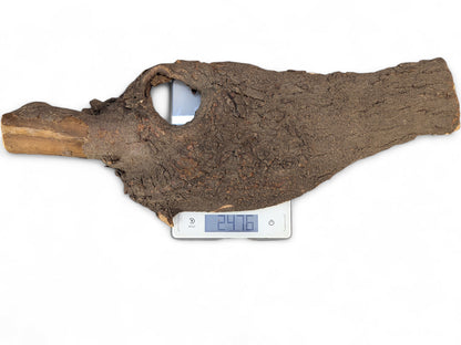 Dark brown bark-covered wood slice with a natural hollow rests on a digital scale showing 2476.