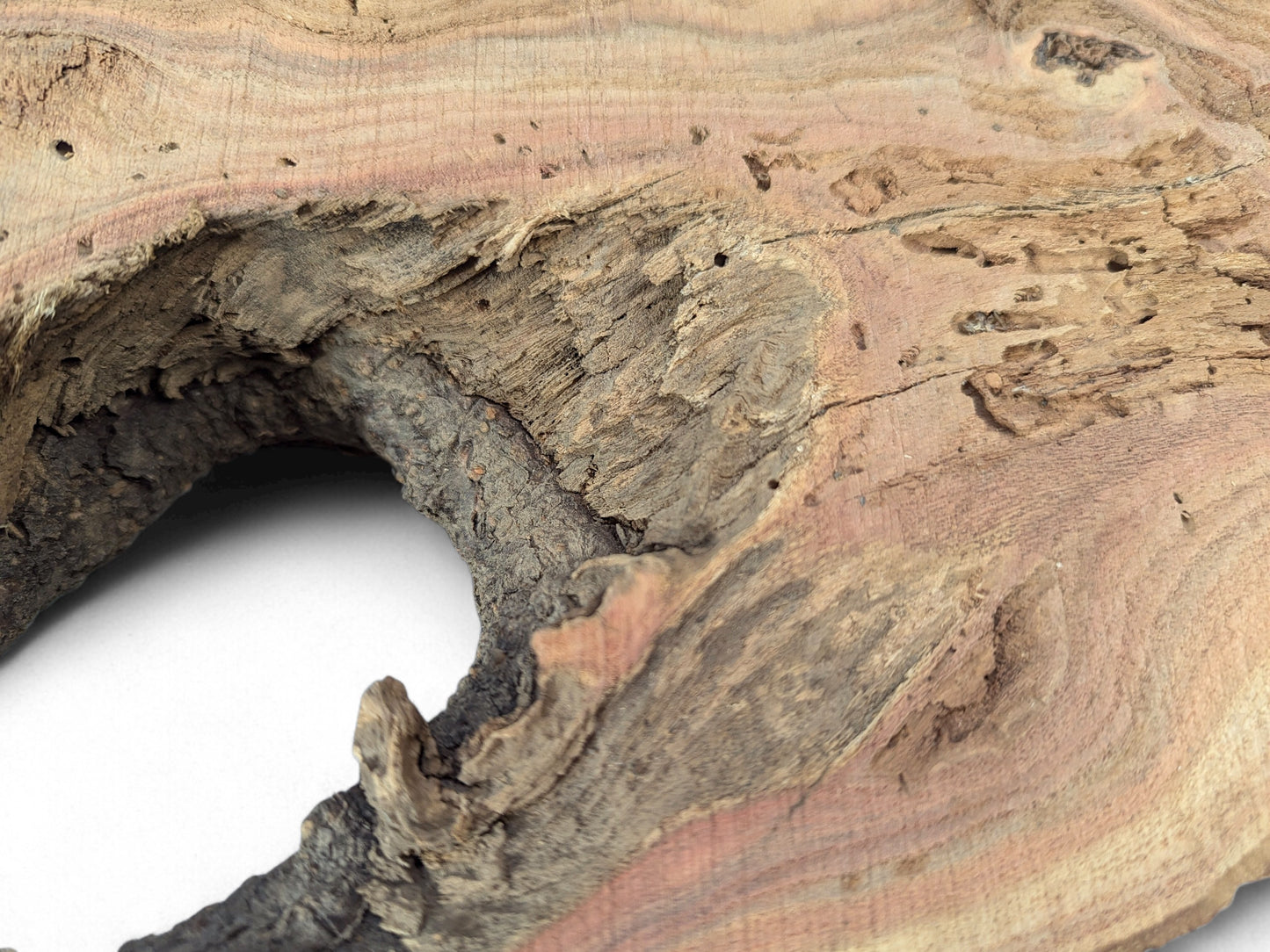 Close-up of an irregular wood slice with a deep, rough-textured internal opening and reddish-brown grain.